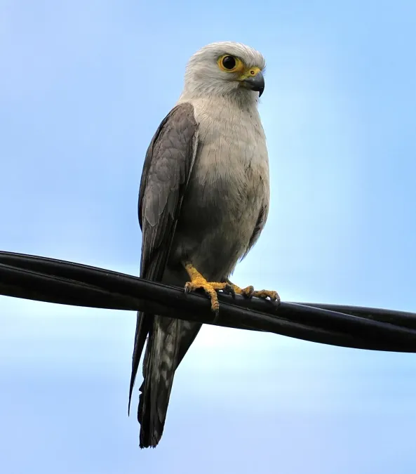 File:Falco dickinsoni 442975948.jpg