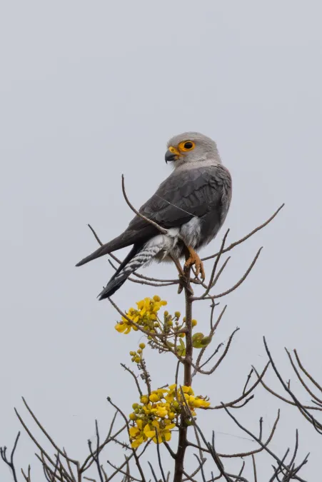 File:Falco dickinsoni 447875039.jpg