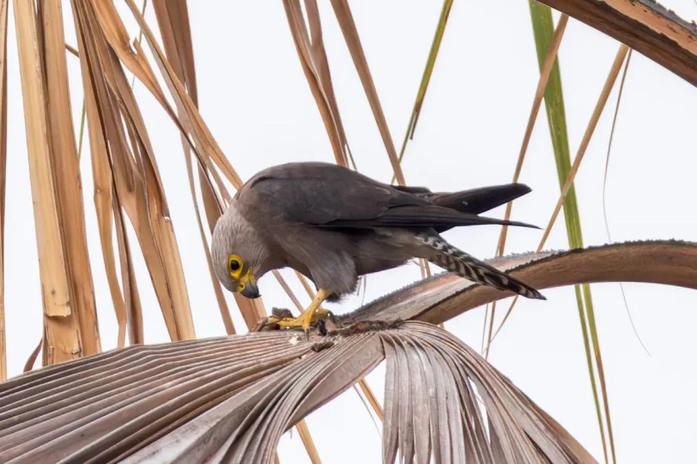 File:Falco dickinsoni 447874983.jpg