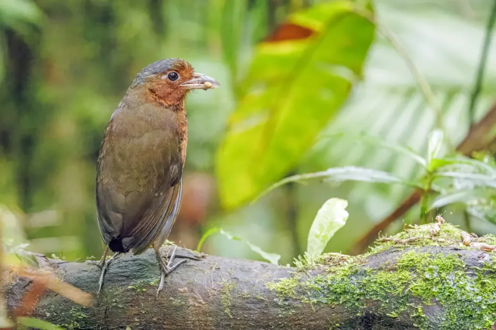 File:Giant antpitta (Grallaria gigantea hylodroma) Paz de las Aves 2.jpg