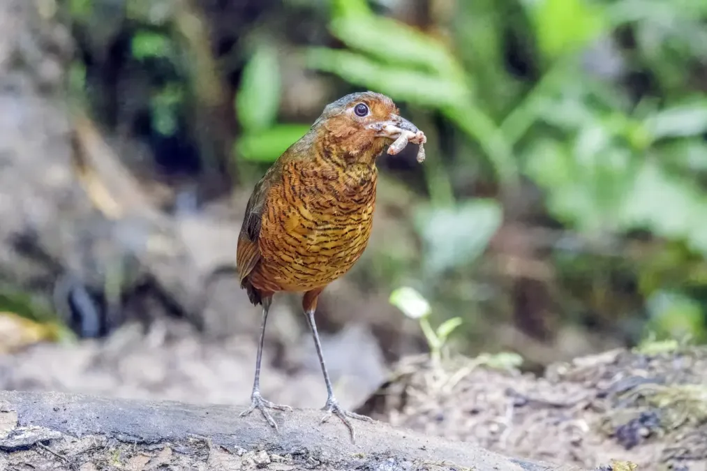 File:Giant antpitta (Grallaria gigantea hylodroma) Paz de las Aves.jpg