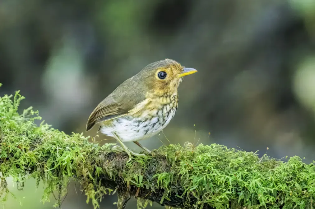 File:Ochre-breasted antpitta (Grallaricula flavirostris mindoensis) Paz de las Aves.jpg