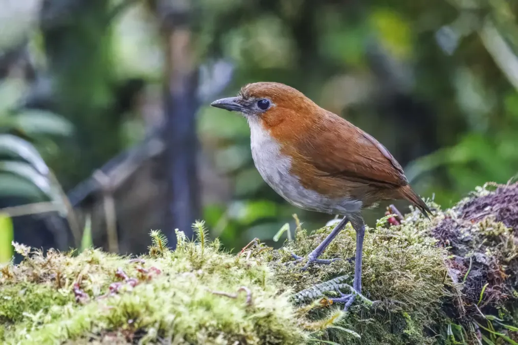 File:White-bellied antpitta (Grallaria hypoleuca castanea) San Isidro.jpg