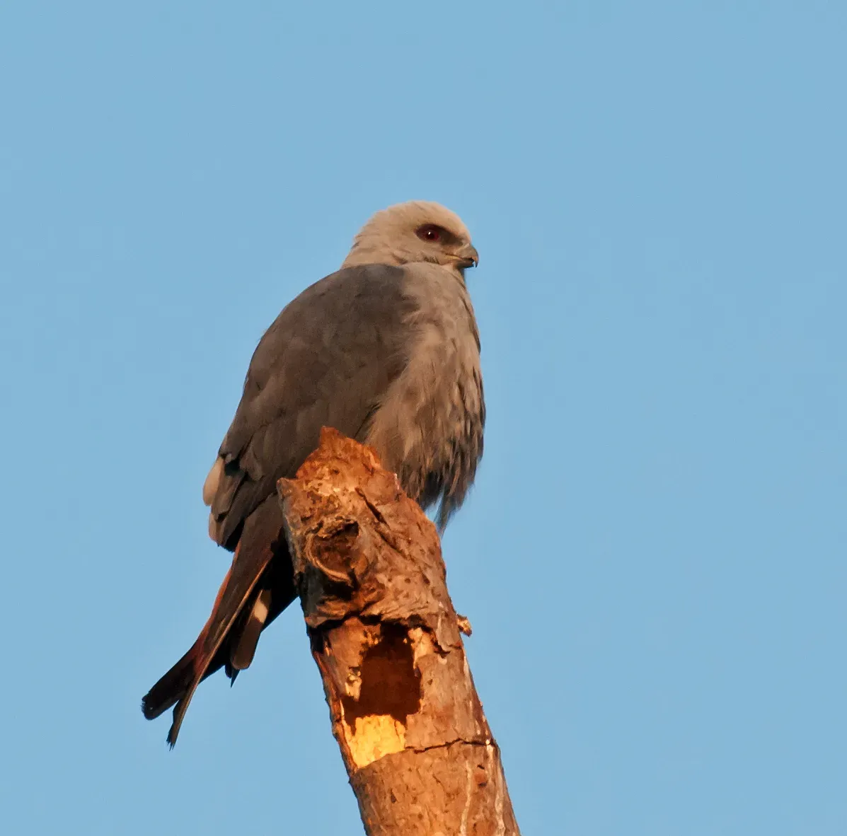 File:Ictinia plumbea -Piraju, Sao Paulo, Brazil-8.jpg