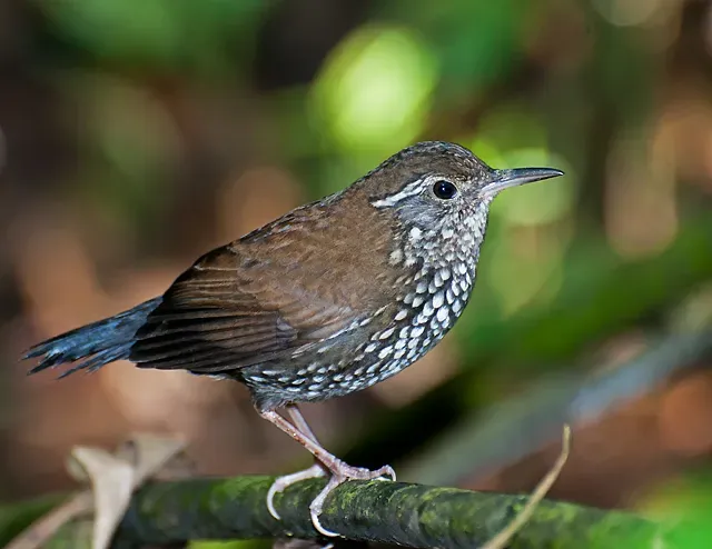 File:Lochmias nematura -Parque Estadual da Serra da Cantareira, Sao Paulo, Brazil-8.jpg