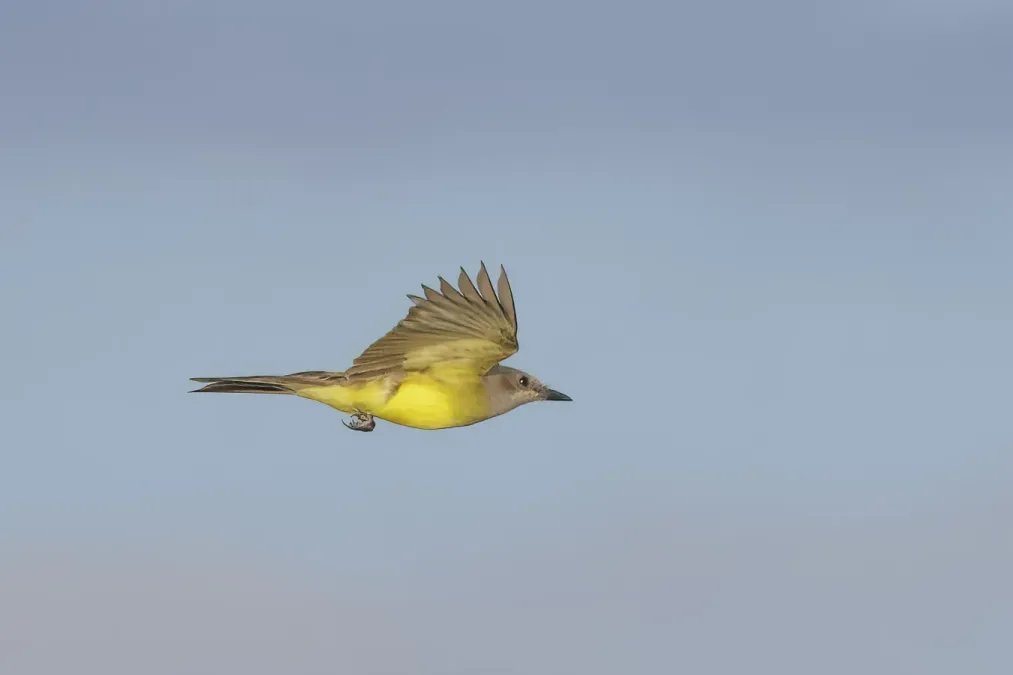File:Tropical kingbird (Tyrannus melancholicus) in flight Rio Napo.jpg