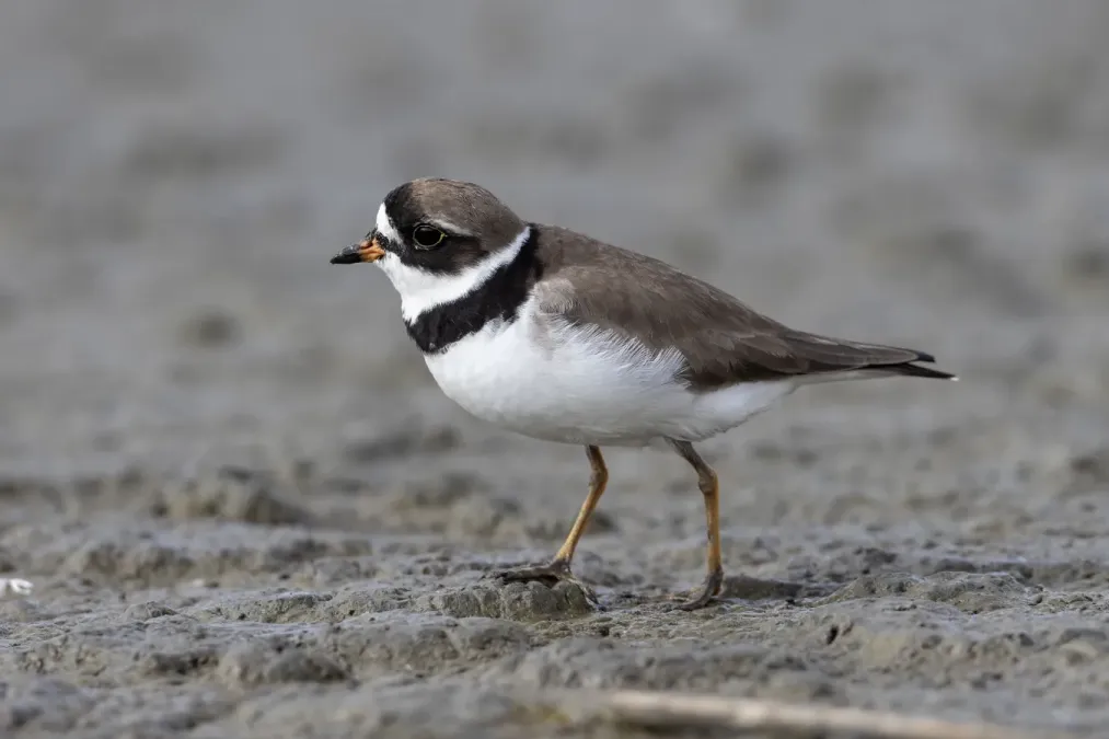 File:Semipalmated Plover (Charadrius semipalmatus) Heislerville Wildlife Management Area, New Jersey, USA.jpg