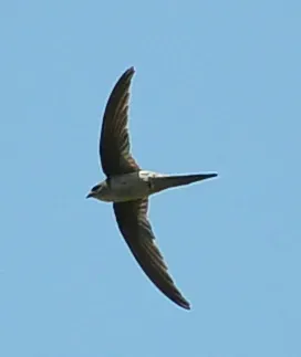 File:Asian Palm Swift (Cypsiurus balasiensis) Pondicherry India Apr 2011.jpg