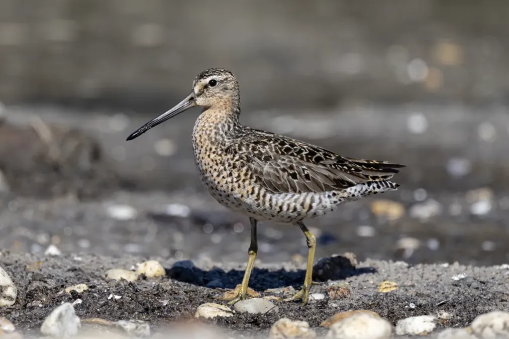 File:Short-Billed Dowitcher - (Limnodromus griseus) East Point Lighthouse, Delaware Bay, New Jersey, USA.jpg