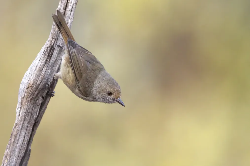 File:Brown Thornbill (Acanthiza pusilla) - 54279187483.jpg