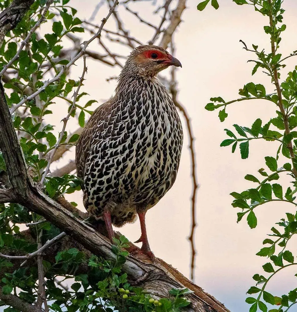 File:Clappertonfrankolin (Pternistis clappertoni), Vorderansicht, crop.jpg