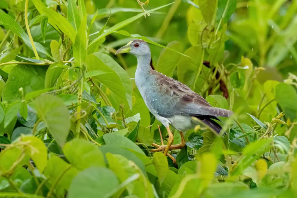 File:Porphyrio flavirostris 328051607.jpg