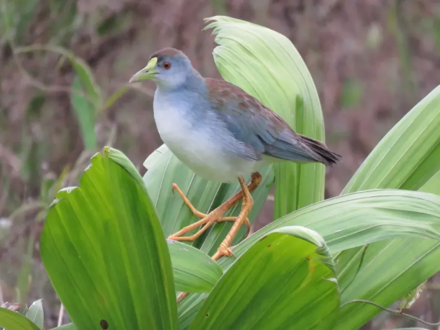 File:Porphyrio flavirostris 8186586.jpg