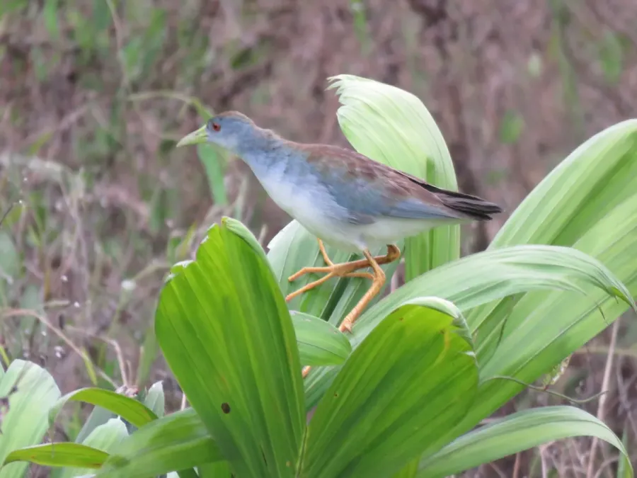 File:Porphyrio flavirostris 187312061.jpg