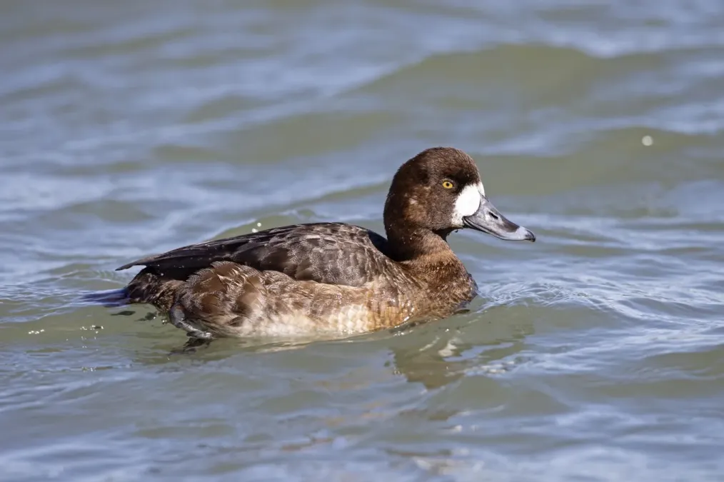 File:Hen greater scaup (Aythya marila) Barnegat Inlet, New Jersey, USA.jpg