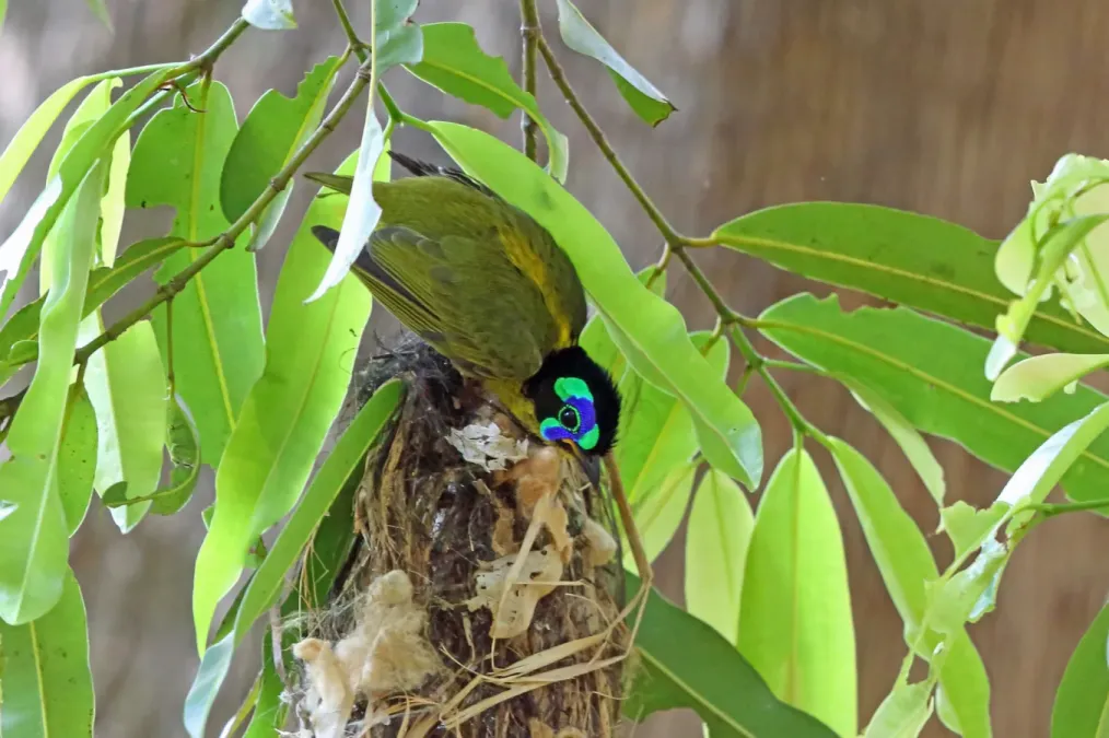 File:Philepitta schlegeli 3414761.jpg