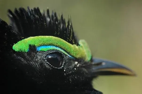 File:Philepitta castanea 3013224.jpg
