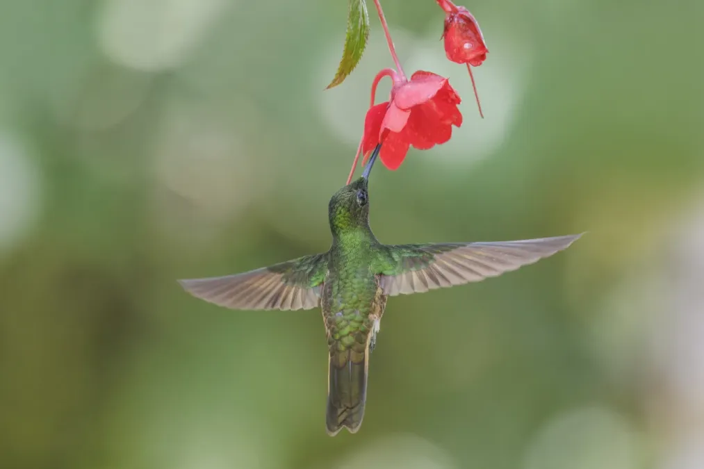 File:Buff-tailed coronet (Boissonneaua flavescens tinochlora) in flight Paz de las Aves 2.jpg