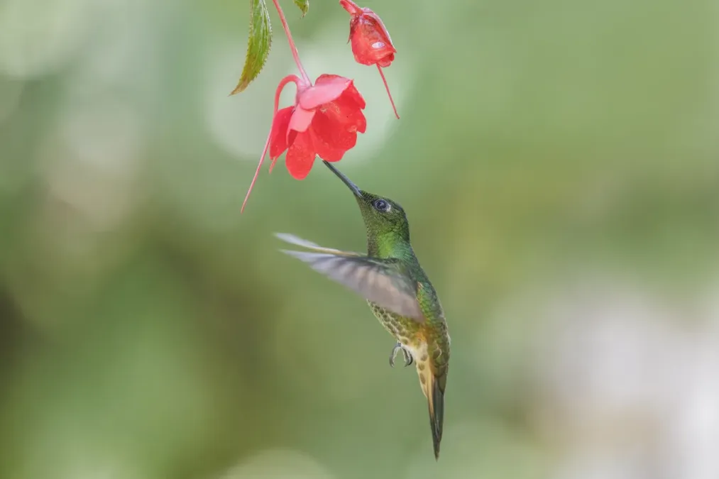 File:Buff-tailed coronet (Boissonneaua flavescens tinochlora) in flight Paz de las Aves 3.jpg
