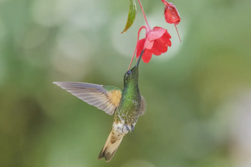 File:Buff-tailed coronet (Boissonneaua flavescens tinochlora) in flight Paz de las Aves.jpg