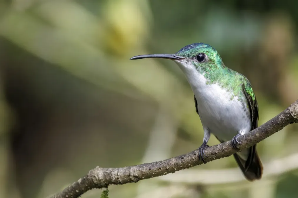 File:Andean emerald (Uranomitra franciae viridiceps) male Paz de las Aves.jpg