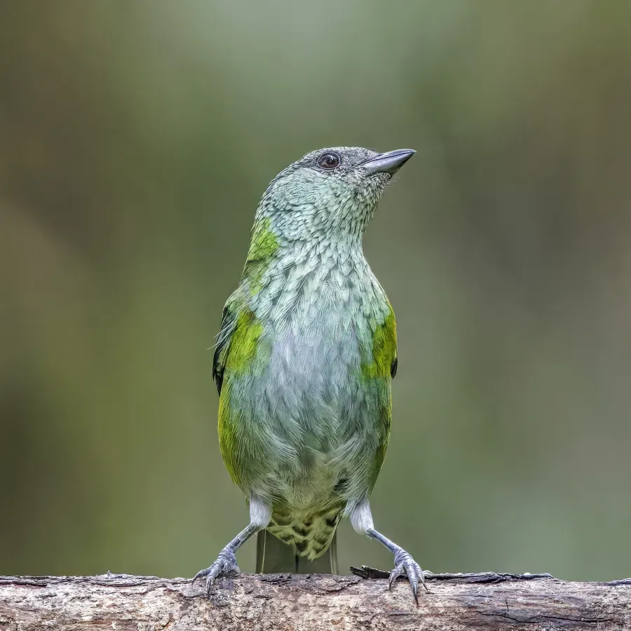 File:Black-capped tanager (Stilpnia heinei) female Paz de las Aves.jpg