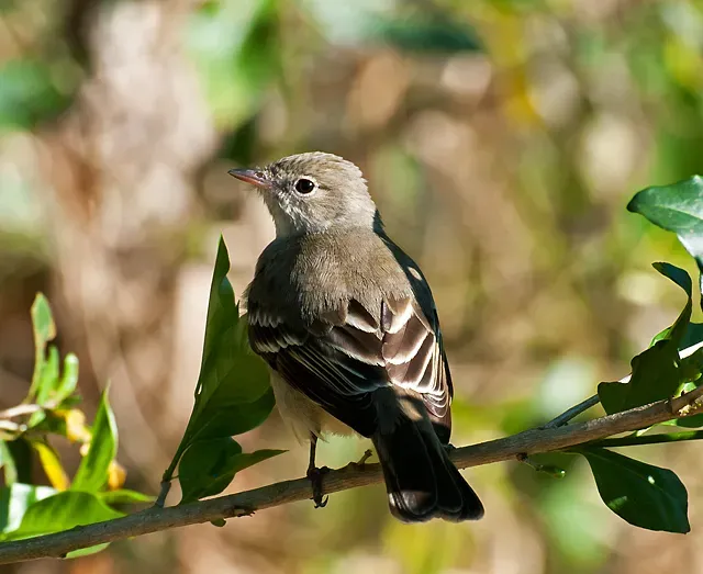 File:Elaenia parvirostris -Piraju, Sao Paulo, Brazil-8.jpg