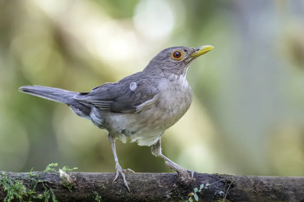 File:Ecuadorian thrush (Turdus maculirostris) Paz de las Aves.jpg