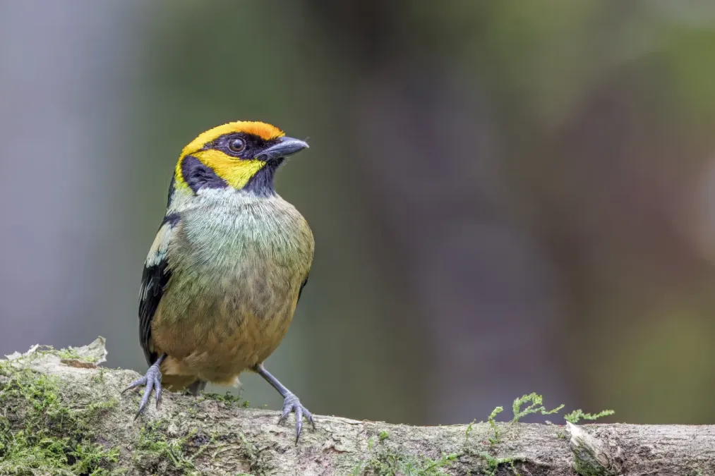 File:Flame-faced tanager (Tangara parzudakii lunigera) Paz de las Aves.jpg