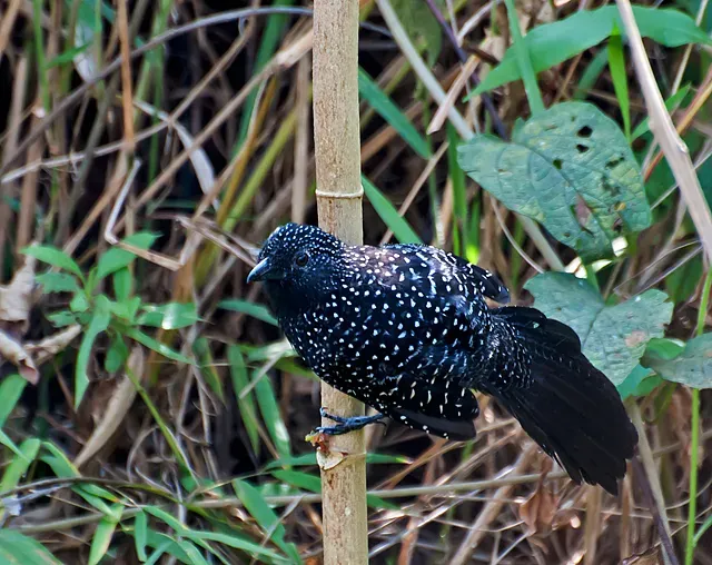 File:Mackenziaena leachii -Piraju, Sao Paulo, Brazil-8.jpg