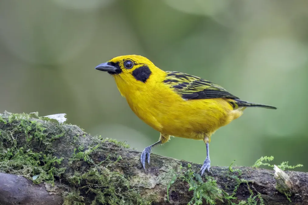 File:Golden tanager (Tangara arthus goodsoni) Paz de las Aves.jpg