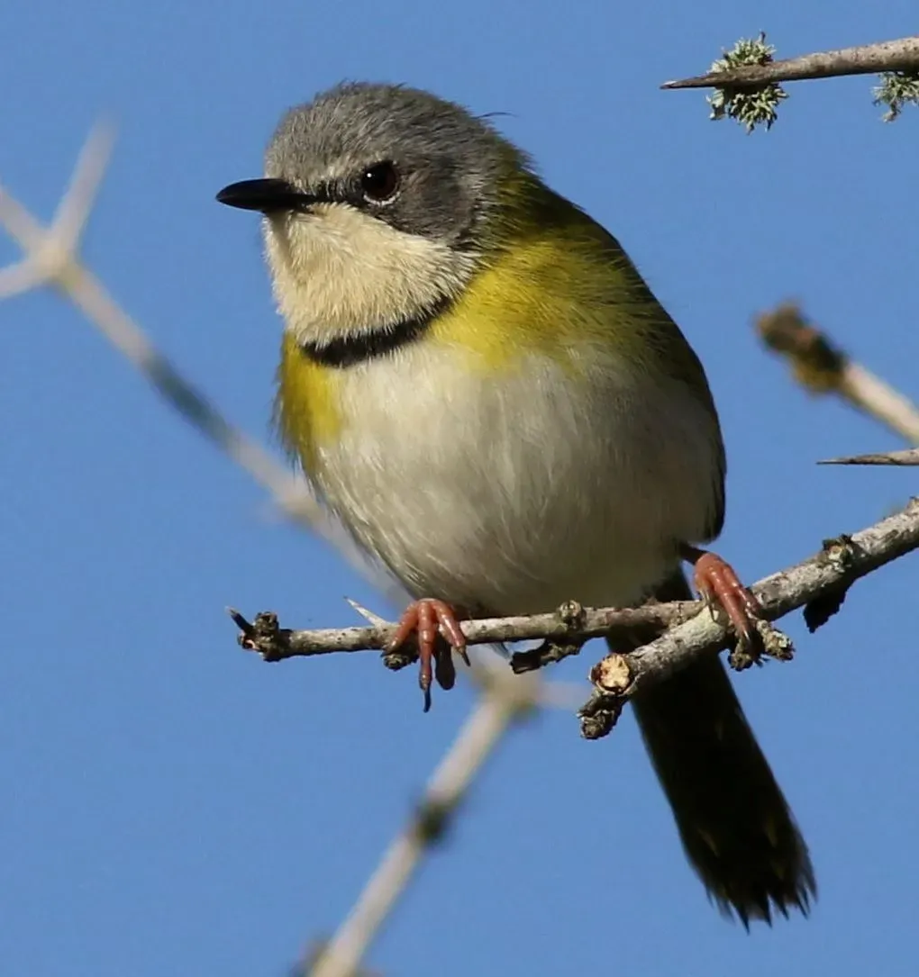 File:Rudd's apalis, Apalis ruddi, at Ndumo Nature Reserve, KwaZulu-Natal, South Africa (28319728464), crop.jpg