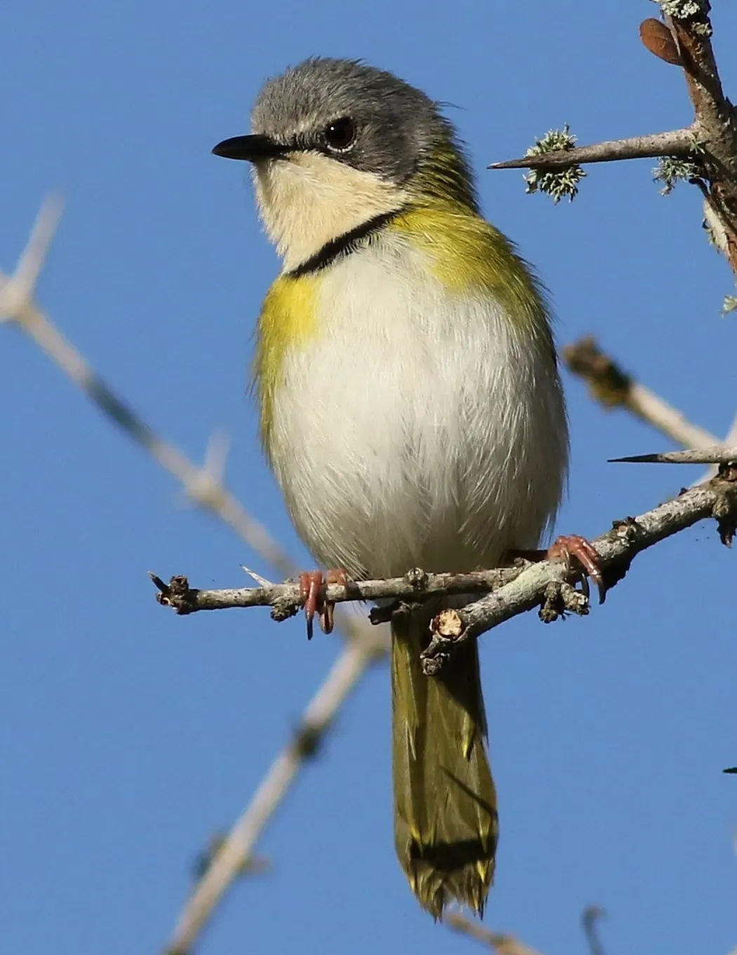 File:Rudd's apalis, Apalis ruddi, at Ndumo Nature Reserve, KwaZulu-Natal, South Africa (28319747984), crop.jpg