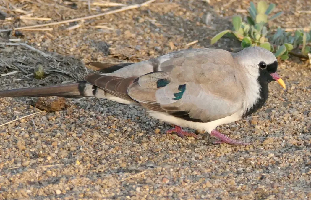 File:Namaqua Dove (Oena capensis) male.jpg