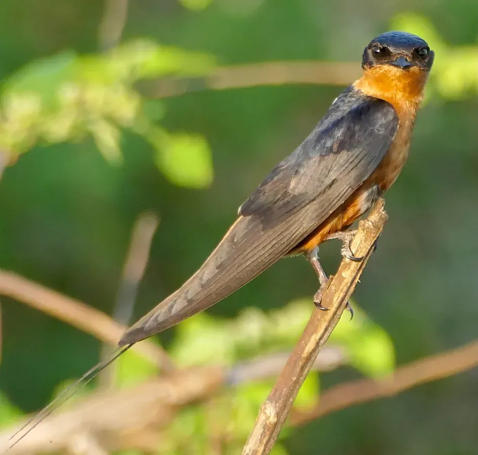 File:Rufous-chested Swallow (Cecropis semirufa).jpg