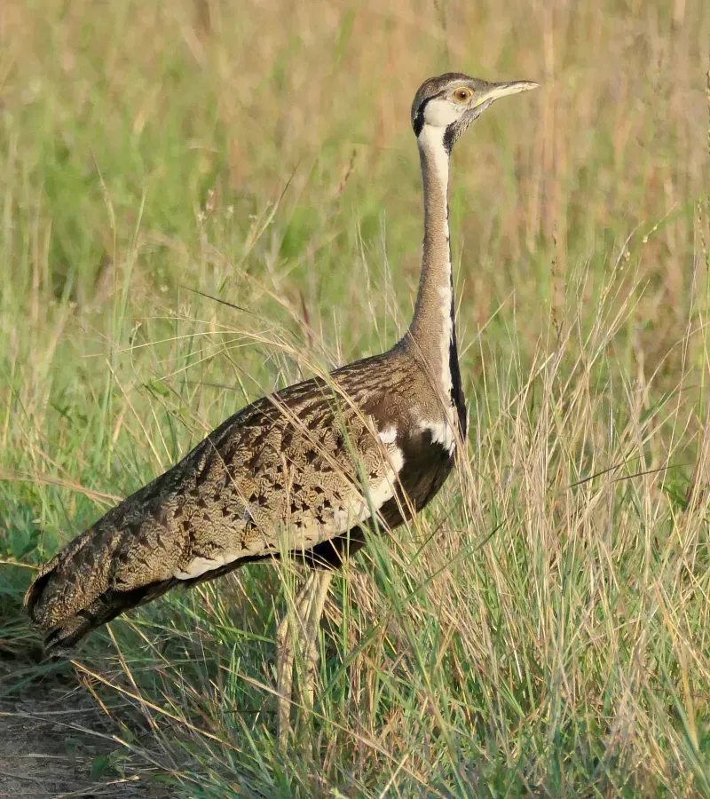 File:Black-bellied Bustard (Lissotis melanogaster) male.jpg