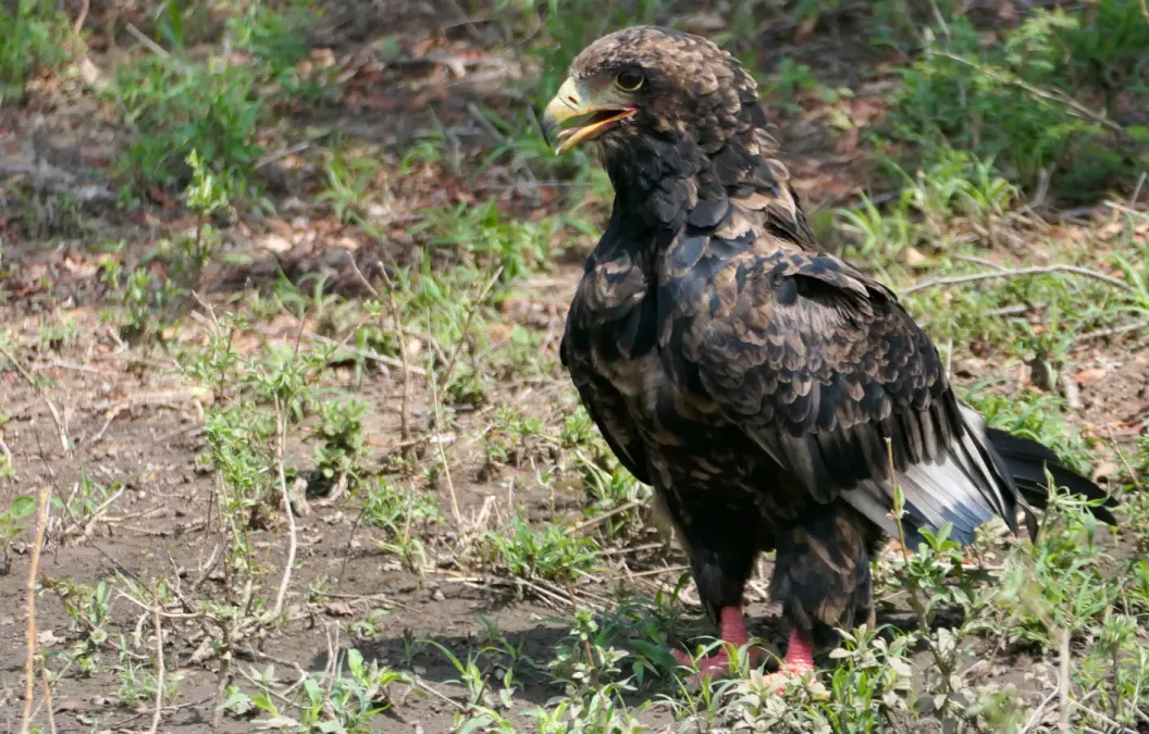 File:Bateleur (Terathopius ecaudatus), immature female.jpg