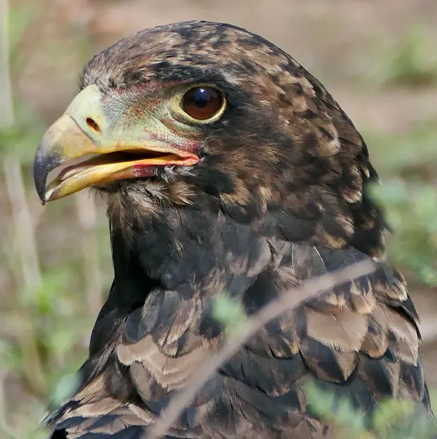 File:Bateleur (Terathopius ecaudatus), immature female portrait.jpg