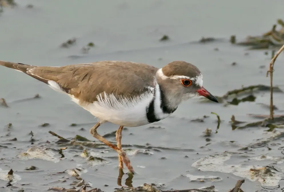 File:Three-banded Plover (Thinornis tricollaris) 2024-12-12.jpg
