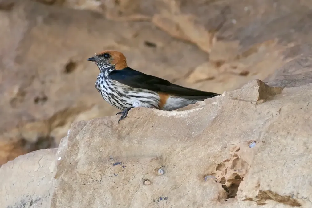 File:Lesser Striped Swallow (Cecropis abyssinica).jpg