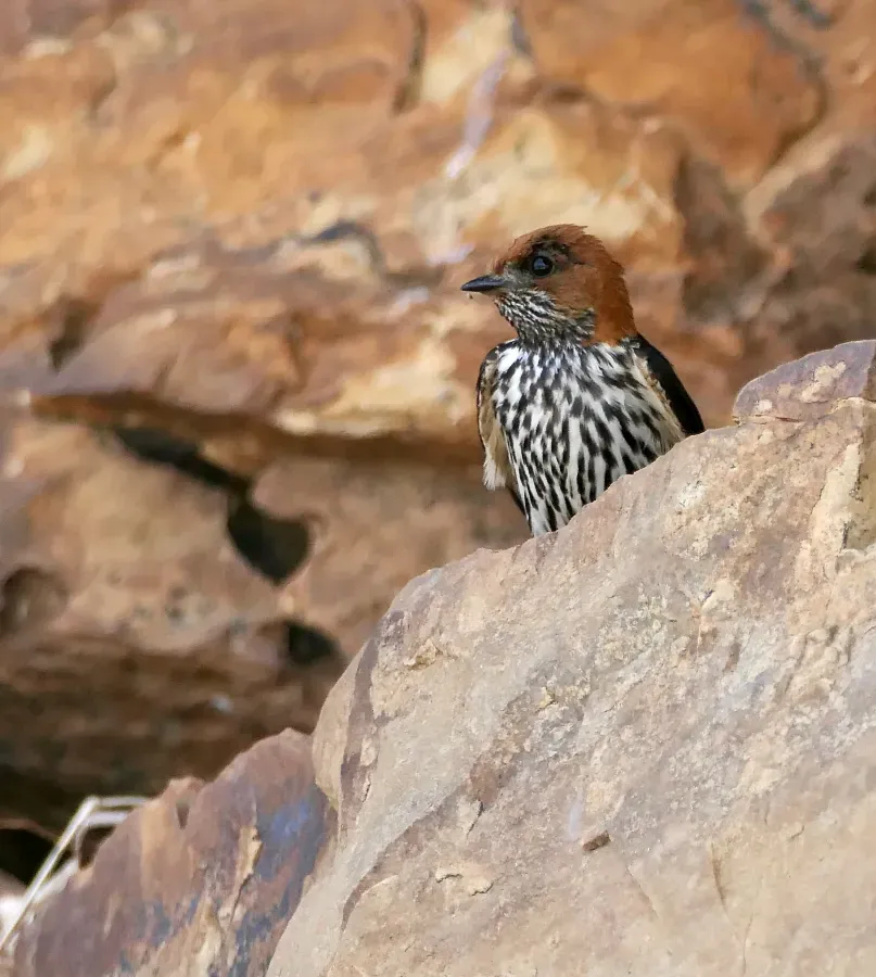 File:Lesser Striped Swallow (Cecropis abyssinica) - 54508255452.jpg