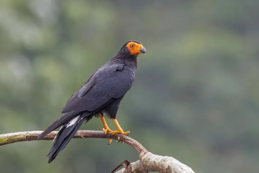 File:Black caracara (Daptrius ater) Rio Napo.jpg