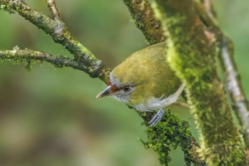 File:Black-billed peppershrike (Cyclarhis nigrirostris) San Isidro.jpg