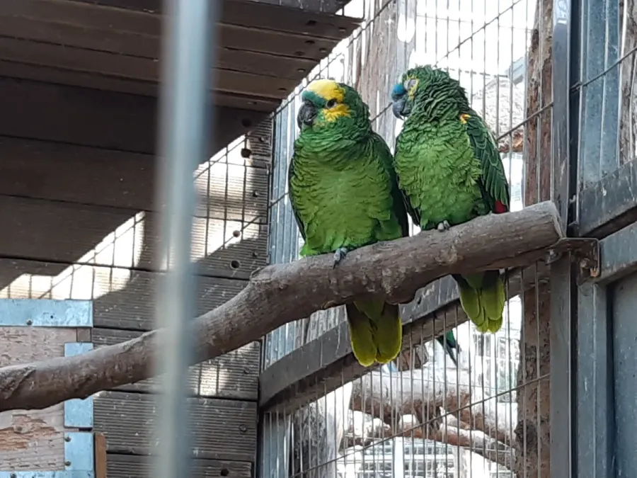File:Blue fronted amazon(Amazona aestiva) cock and hen.jpg