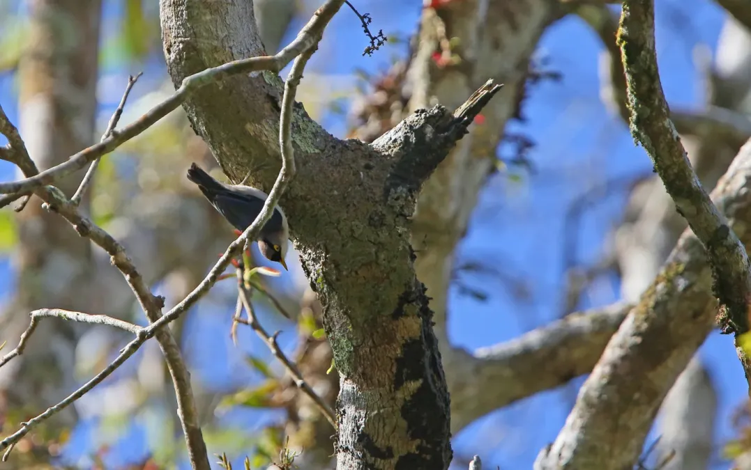File:Sitta solangiae fortior, Kon Tum, Vietnam 1.jpg