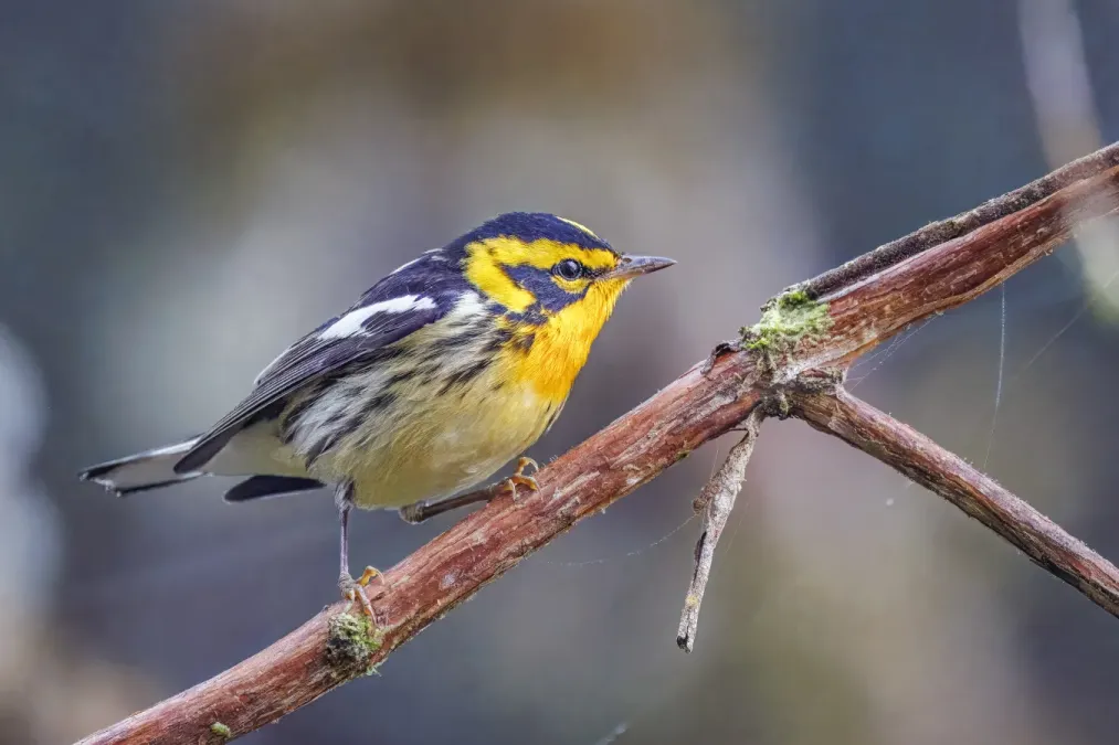 File:Blackburnian warbler (Setophaga fusca) male San Isidro.jpg