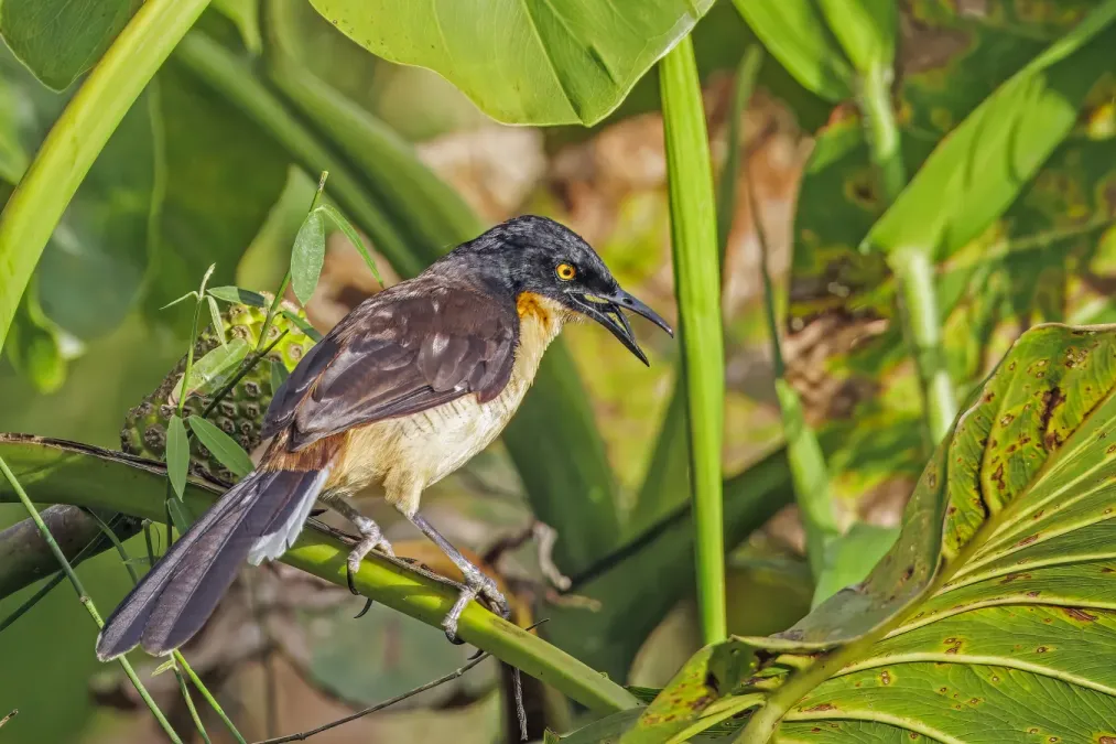 File:Black-capped donacobius (Donacobius atricapilla nigrodorsalis) Rio Napo.jpg