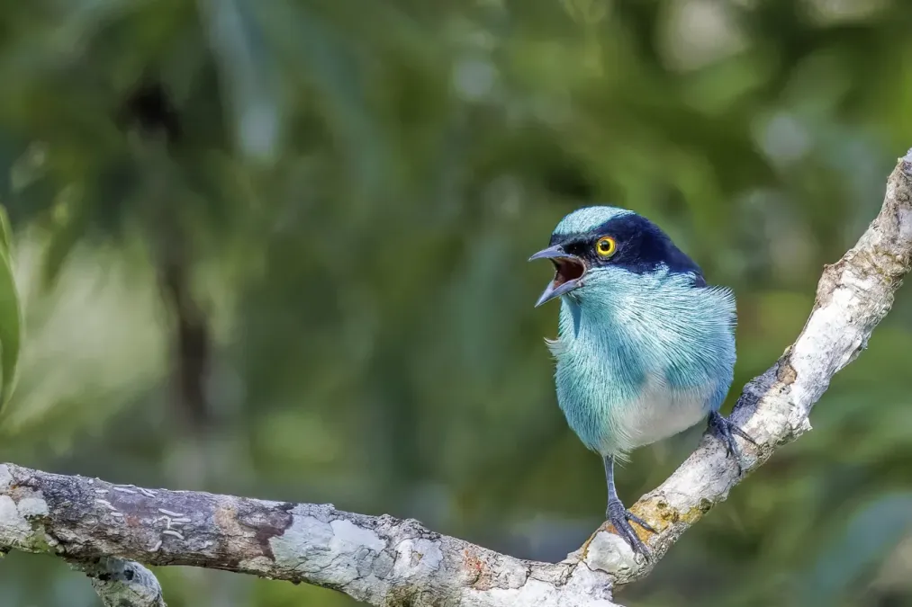 File:Black-faced dacnis (Dacnis lineata) male Rio Napo 2.jpg