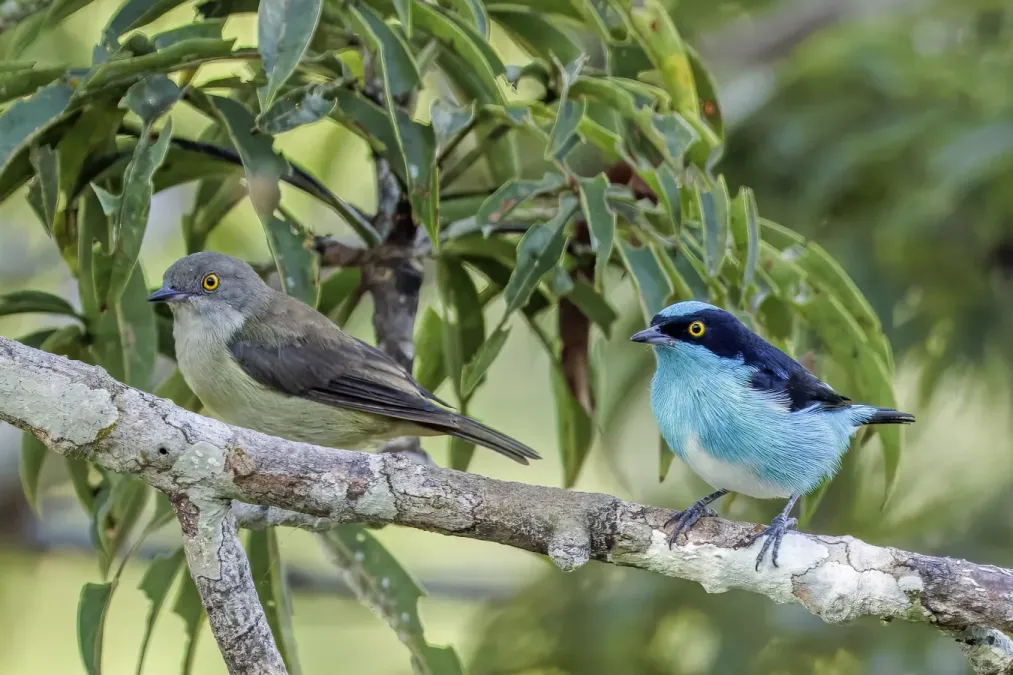 File:Black-faced dacnis (Dacnis lineata) female and male Rio Napo.jpg
