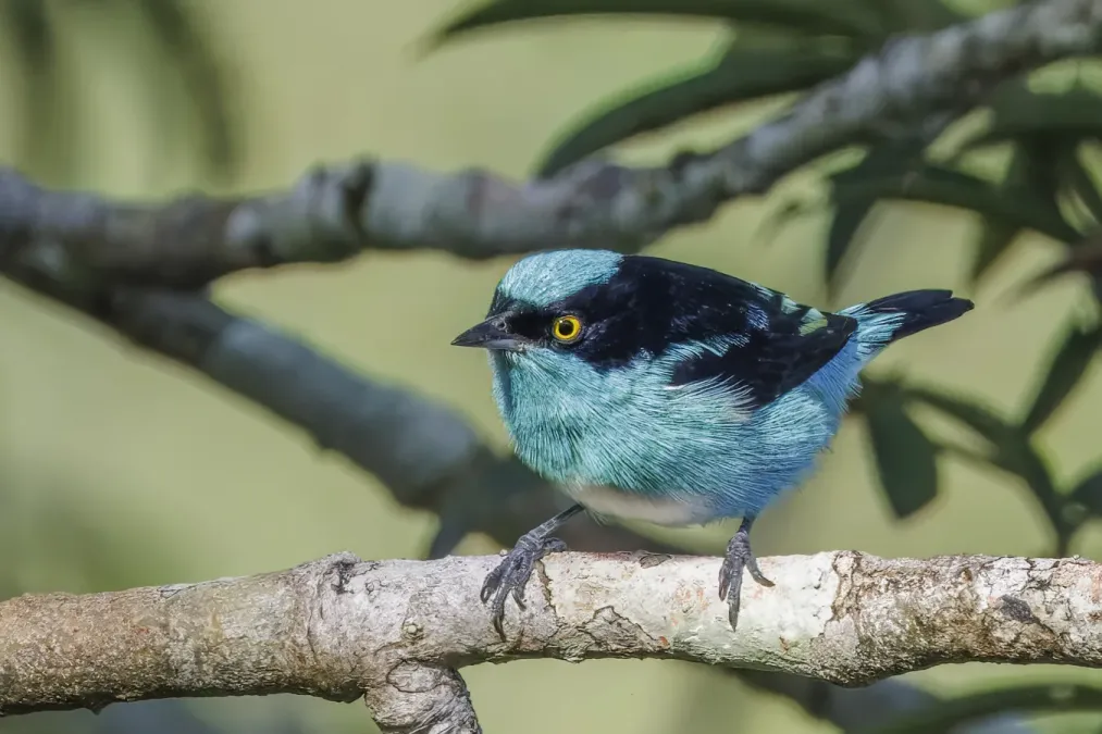 File:Black-faced dacnis (Dacnis lineata) male Rio Napo.jpg